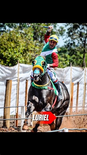 Apuroturf Ledesma on Instagram: "Haras Los Pingos y Stud Viento Norte cuentan en Argentina con uno de sus máximos representantes, el destacado Luriel, un caballo que se ha consolidado entre los mejores del país. Por su parte, Cabaña Los Alecrines tiene como referente a su pupilo Akapana, yegua del Stud El Mangal, al cuidado del señor Joni Ojeda. Cabaña Los Alecrines, en conjunto con Haras los Pingos y Stud Viento Norte, presentan al gran Remate 100% Virtual, que se llevará a cabo el próximo 12 d