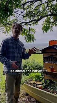 When should you harvest the honey?