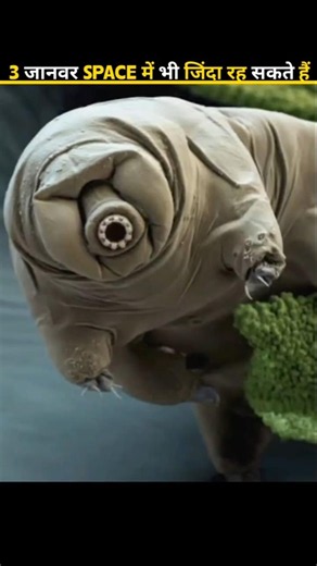3 Earth Creatures That Can Survive In Space! 😱