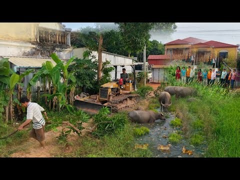 Excellent Starting Perfect New PROJECT!! Delete Small POND Process by Mini dozer Push, Dump Truck