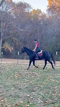 my 1st time taking twister off property to ride 💕 #horsetrainer #appendixhorse #gelding #fyp