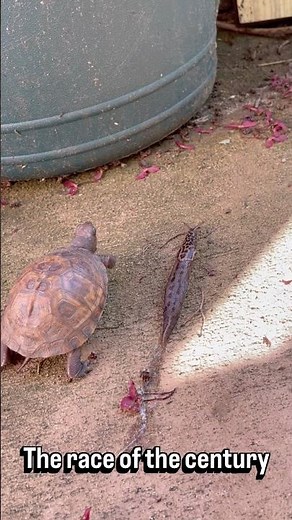 Turtle vs Slug: The Slowest Race in History 🐢🐌💨