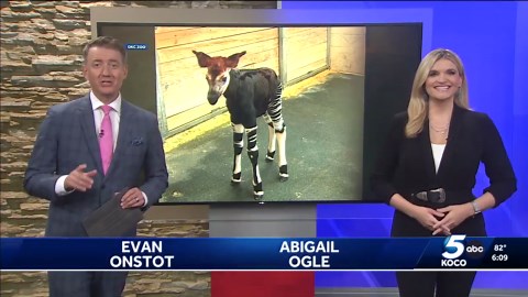 OKC Zoo celebrates birth of Okapi calf