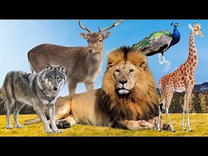 🐾 CUTE ANIMAL VOICES - Lion, Giraffe, Camel, Bear, Antelope, Rhinoceros, Deer, Wolf. Animal sounds