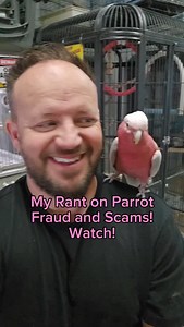 250 reactions · 42 comments | Parrot scams out there! Don't fall for them! 520-288-6310 | Paradise Parrot Rescue | Facebook