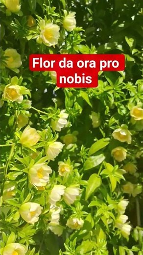 florais de Ora-pro-nóbis #florais #saúde pelas plantas