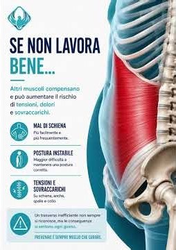 Muscolo trasverso: il nostro “corsetto naturale