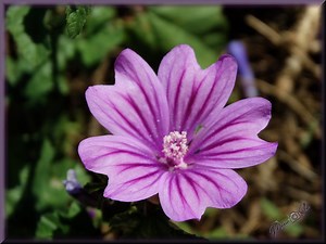 “Malva sylvestris”