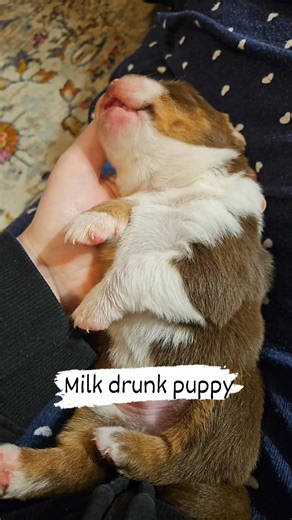 Well now I can't move 😆 not that I even could wake up this precious baby 🥹 Sorry & Mackinaw #MiniatureAmericanShepherd #sportdogs #michigan | Rust Belt Farms