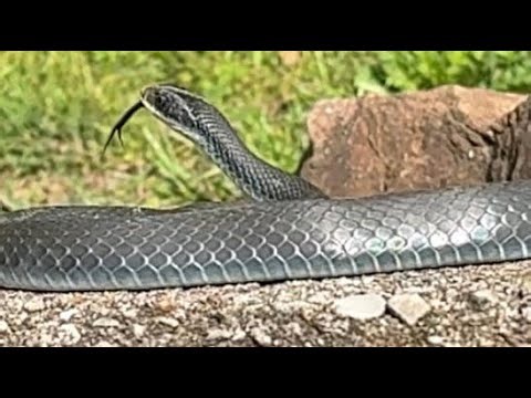 Slow motion of North American racer