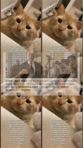 BEST CAT MEMES COMPILATION OF 2021 PART 61 FUNNY CATS 553s