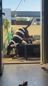 Mega Houndoom a la vista! | Pokémon Go Equipo Yucatán