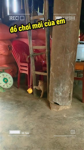 Đồ chơi mới của em mèo 🐆🐆🐆 #meow #cat