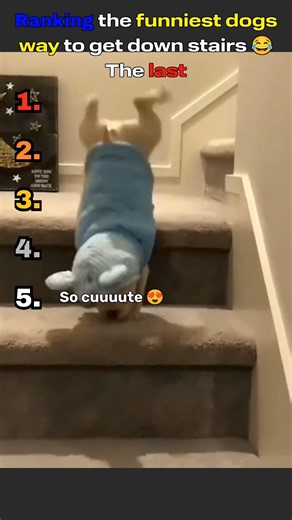 Ranking the funniest dogs moments 😂#shorts