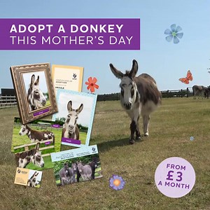 Today is your last chance to adopt a donkey and receive a beautiful adoption pack in time for Mother's Day! 💝 Don't miss out - order now ➡️ bray.news/3I9hDc3 | The Donkey Sanctuary