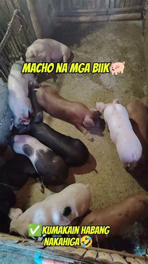 Quality piglets. Masculados @mangungumatv8418 #farming #pig #animals #farmlife