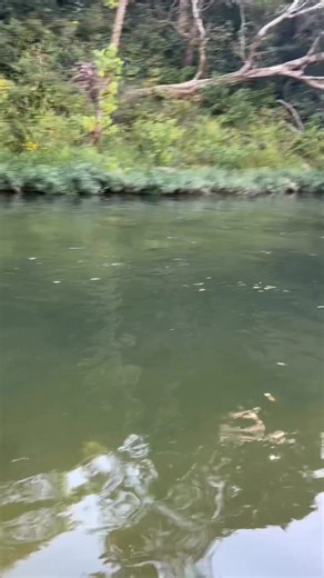 A calm morning on the Current River. #floatingtheozarks #ozarks #kayak #outside | Floating the Ozarks