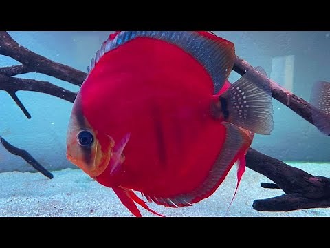 Beautiful Rose Red Discus Fish | Amazing Red Discus Aquarium