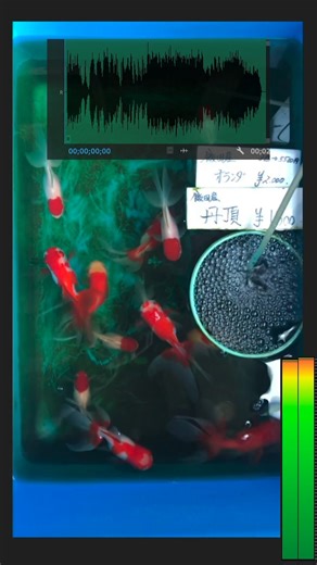 auto remix audio tool in premiere pro | Justin Odisho