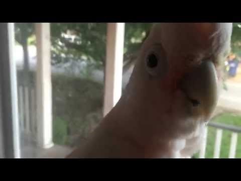 Goffins cockatoo talking