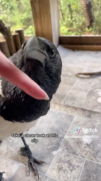 Understanding Crow Body Language: Can You Pet Your Crow?