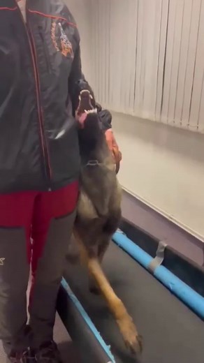New heeling style and New way of training 👍😂 - Follow @malinois_corner and join our community 💥 - Video by @fuchsknut 🐾 #malinois #malinoislovers #malinoisofinstagram #belgianmalinois #germanshepherd #k9 #belgianmalinois #malinoisofinstagram #belgianshepherd #maligator #dog #dogs #puppy #dogstagram #instadog #shepherd #chien #gsd #pet #hund #labrador #teckel #hound #puppies #jackrussell #pitbull #rottweiler #retriever #boxer . . | Malinois Corner