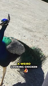 590 reactions · 38 shares | Good News! Join Our Free 5-Day IELTS Writing Challenge!  Want a better IELTS score? Our free course can help you! What’s in it for you?  Easy lessons that start today.  Free tips to help you reach your goal.  Learn in a fun way, for free. Don’t miss out. Sign up for free and start improving today! Click here > https://5dc.ieltsadvantage.com/ | IELTS Advantage | Facebook