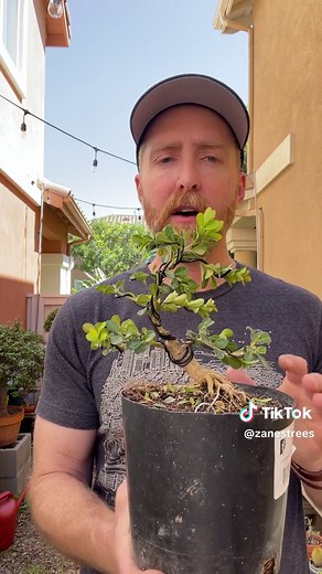 How to Make a Bonsai Tree: Step-by-Step Guide