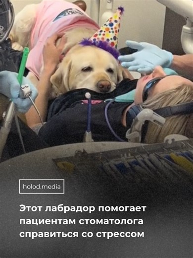 Пятилетний лабрадор Энни работает в стоматологической клинике в штате Колорадо. Ее задача — помогать пациентам, которые боятся дантистов #зубы #стоматология #собака #лабродор