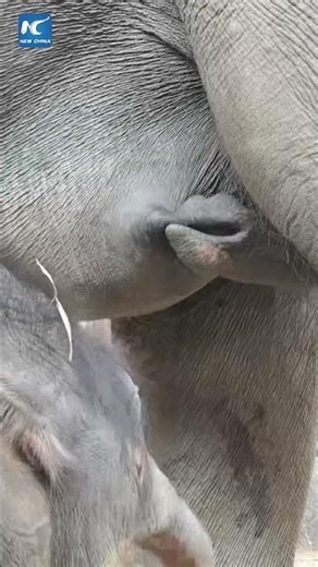 Mother elephant uses trunk to guide nursing calf