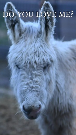 Every rescued donkey has a story… Some arrive scared. Some arrive broken. But all of them ask the same quiet question: “Do you love me?” Rescue or Sponor a donkey today. You can find a local rescue, a rescue of your choice, or follow our rescue. I would say in my opinion " If you rescue, invest in an animal you can follow, adopting them fully and helping to take care of their future also. We have a major gap to fill. The rescue is important, but many fall back into terrible hands and are basical