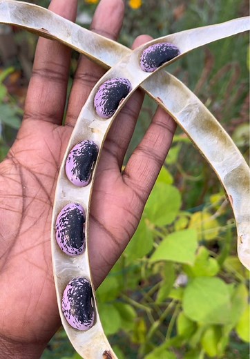 Growing Scarlet Runner Beans for Your Garden