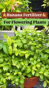 44K views · 596 reactions | Natural and Effective: Banana Fertilizer...