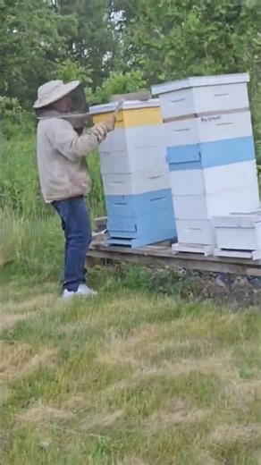 Becoming A Bee Keeper - Raising Bees For Honey