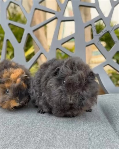 Royal Chins Animals Trading on Instagram‎: "Baby Guinea Pig – Lunkarya 🥹😍🩷 Our very first Lunkarya Guinea Pig production ✨ Tiny, fluffy, and already full of charm. Exclusively with us — a rare beginning you won’t see everywhere.📋 The Lunkarya Guinea Pig is a truly distinctive long-haired breed, known for its thick, naturally textured coat and elegant appearance. Originally developed in Sweden, this breed was created with beauty in mind and is highly admired in the