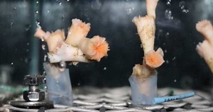 Deep Sea Species Sensitivity to Oil Spill | Marine Science | Fish Focus