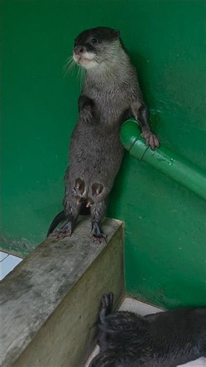Bona kamu lagi apa? ll Bona, what are you doing? #siboni #sibona #otter #animals