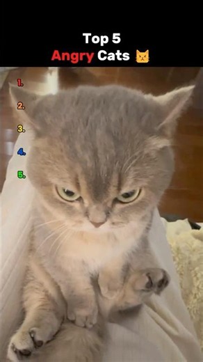 Top 5 Angry Cats That Took It Personally 😾🔥