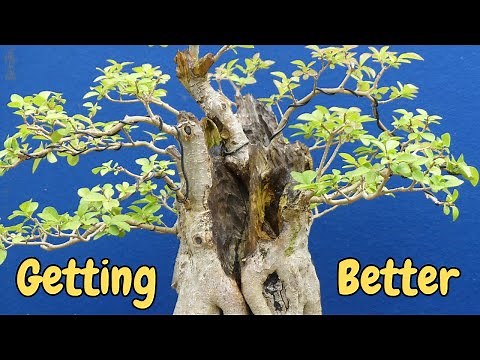 Growing Bonsai from Privet – How to IMPROVE Ramification & Deadwood