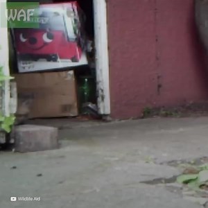 Cette femme a entedu les pleurs d’un renardeau pendant des jours, et grâce à des caméras, elle a appris qu’il se trouvait tout seul, abandonné. Elle a donc appelé l’équipe de sauveteurs pour le faire sortir de sa tanière. | Social