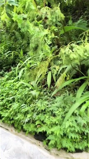 Tenang asri dan healing banget dusk di taman ini #shortsvideo #botanicalgarden