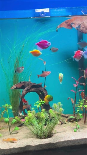 Glow Widow Tetra ✨ Tiny Fish, BIG Glow😱!! #fish #glowfish #plantedtank