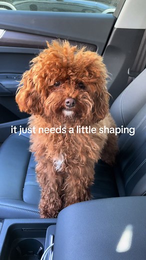 Cavapoo Grooming: Shaping and Styling Tips