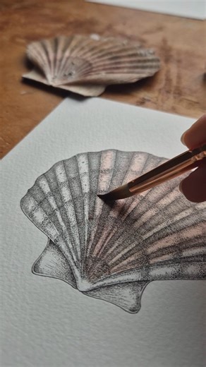 Rachel Brooks | Ocean Artist on Instagram: "She sells sea shells 🐚 Stippling scallops, shells have such a beautiful texture for ink work, I may need to draw more 🪸 It was really nice to draw from an object rather than a photo reference for a change. Hope you're all having a beautiful start to the week 🌊 . . . . . . Scallop | shells art | shell drawing | Scientific illustration | Scientific illustrator | Natural history illustration | Wildlife art | Wildlife artist | ink art | ink artist | art