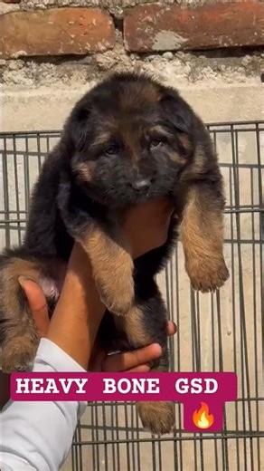German Shepherd Puppy Available 🐕🔥 | Heavy Bone GSD