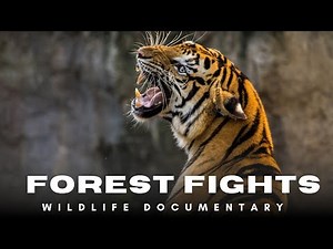 Forest Fights | Wildlife Animal Documentary in Hindi |