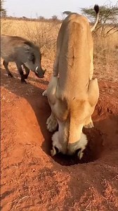 Crazy and funny animals.クレイジーで笑える動物