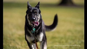 28K views · 2K reactions | FIRST DOGS: Presidential pets are back, with Pres. Joe Biden’s two German shepherds, Champ and Major –– who is now the White House’s first-ever rescue dog –– both getting settled into their new home. David Muir reports. https://abcn.ws/2LUbPKj | ABC World News Tonight with David Muir | Facebook