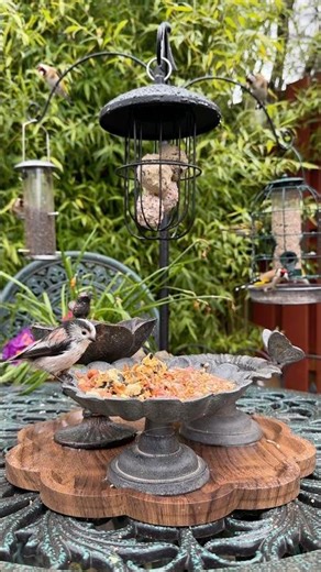 Garden birds feeding in the rain 🌧️ robin, goldfinches, siskins, long-tailed tit #gardenbirdwatch