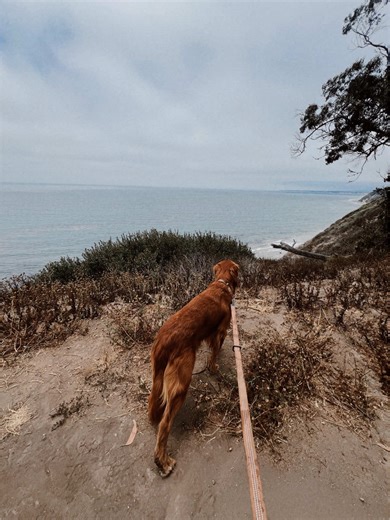 Red Golden Retriever Transformation: A Visual Journey